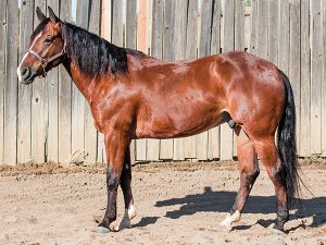 Peptos Hickory Cat